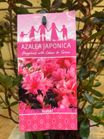 Azalea japonica 'Isabel' etiket