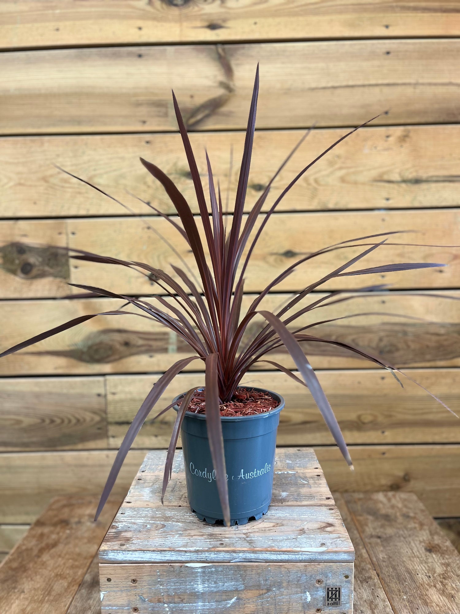 Cordyline australis voorkant