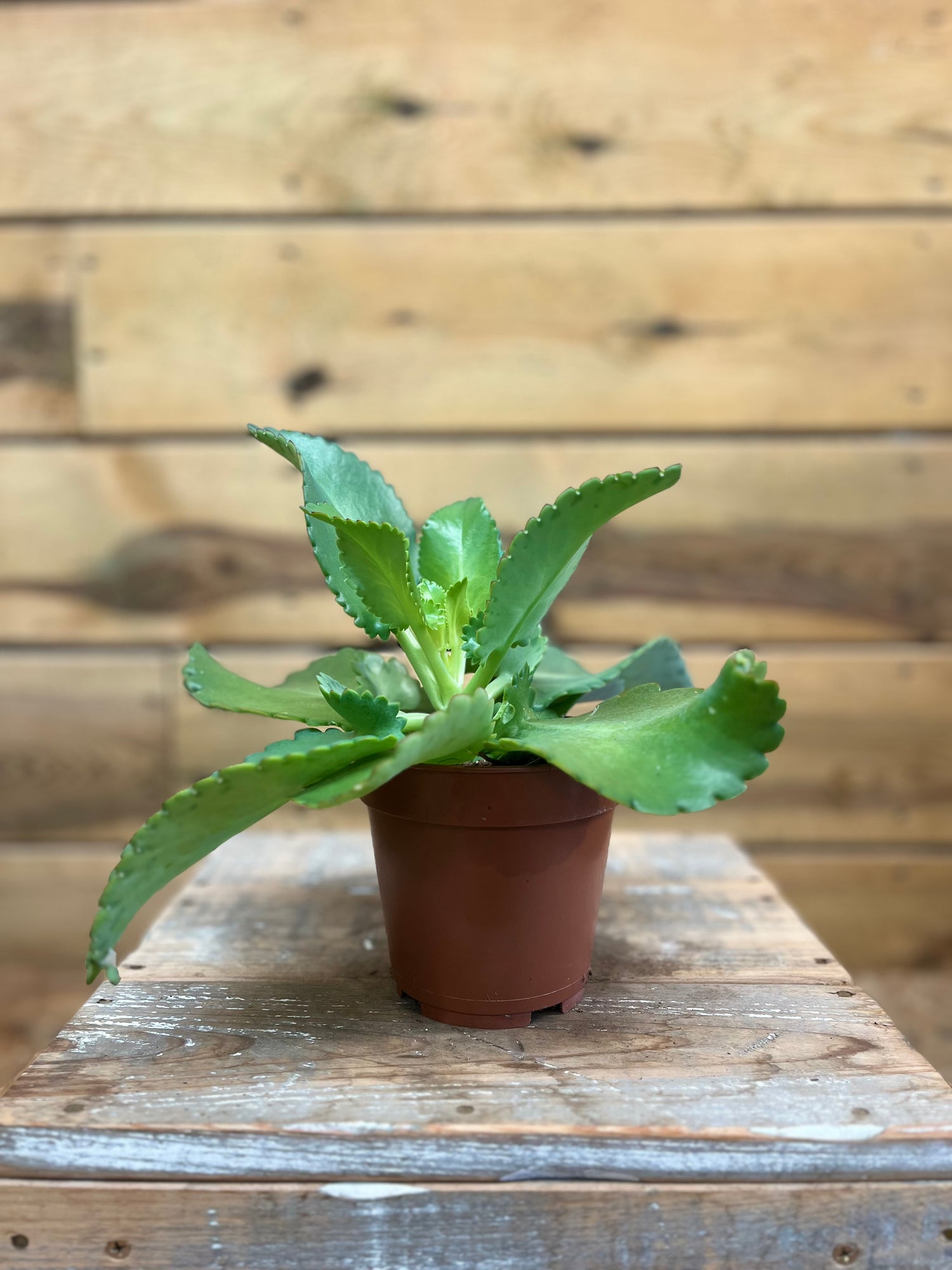 Kalanchoe voorkant