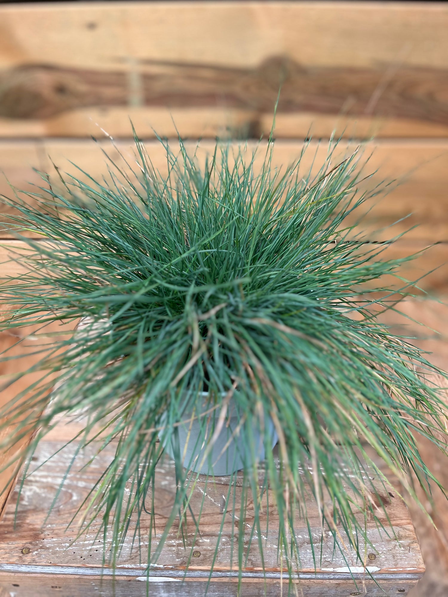 Festuca glauca/ Intense Blue bovenkant