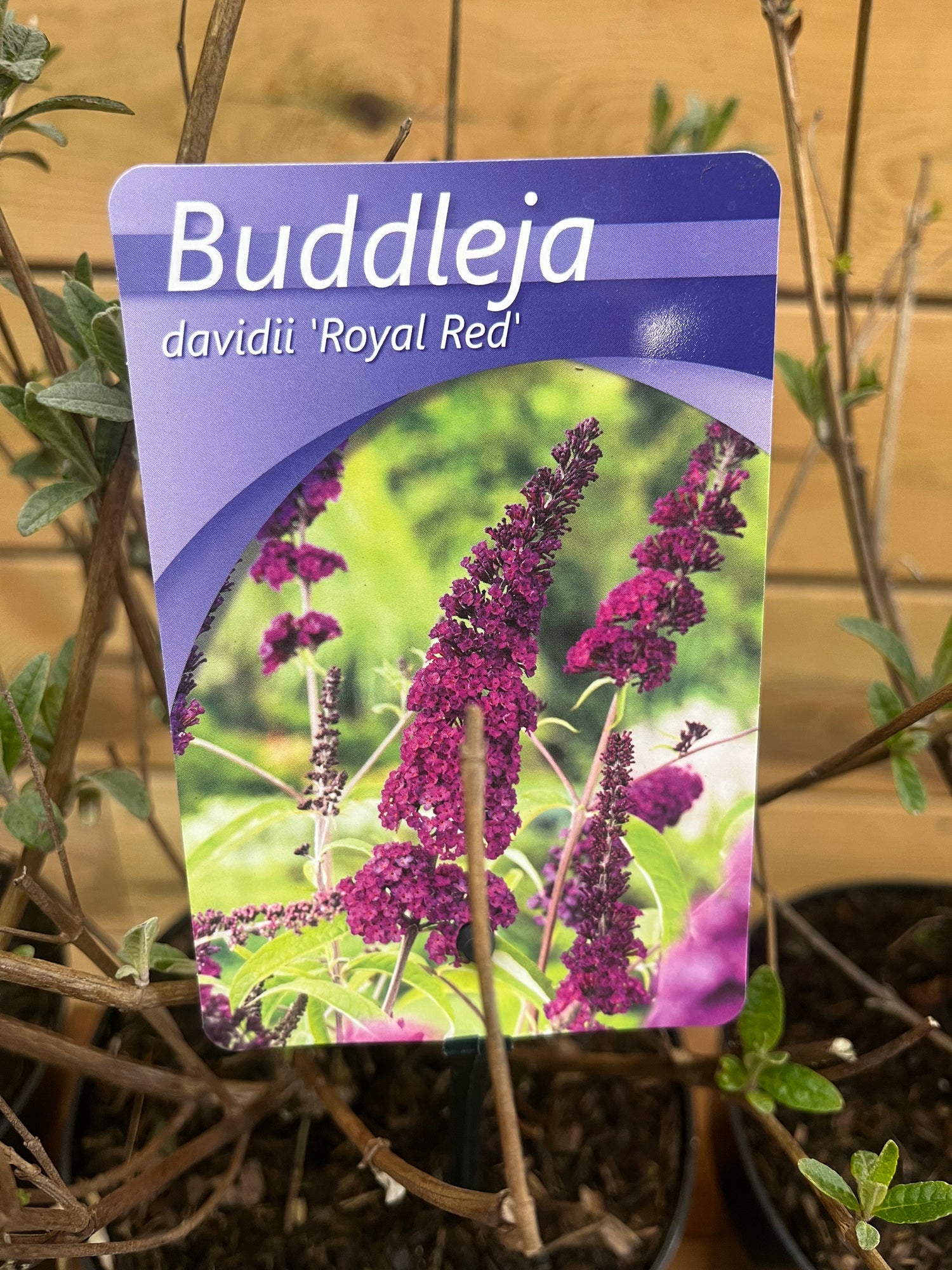 Buddleja davidii (vlinderstruik) rood