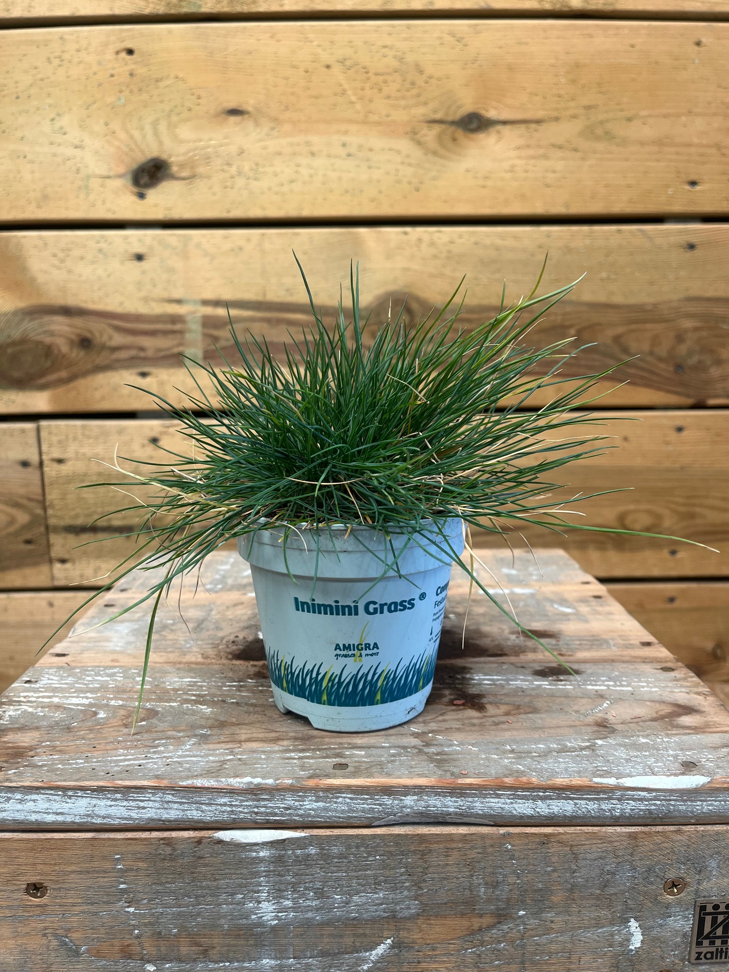 Festuca glauca 'Intense Blue' voorkant