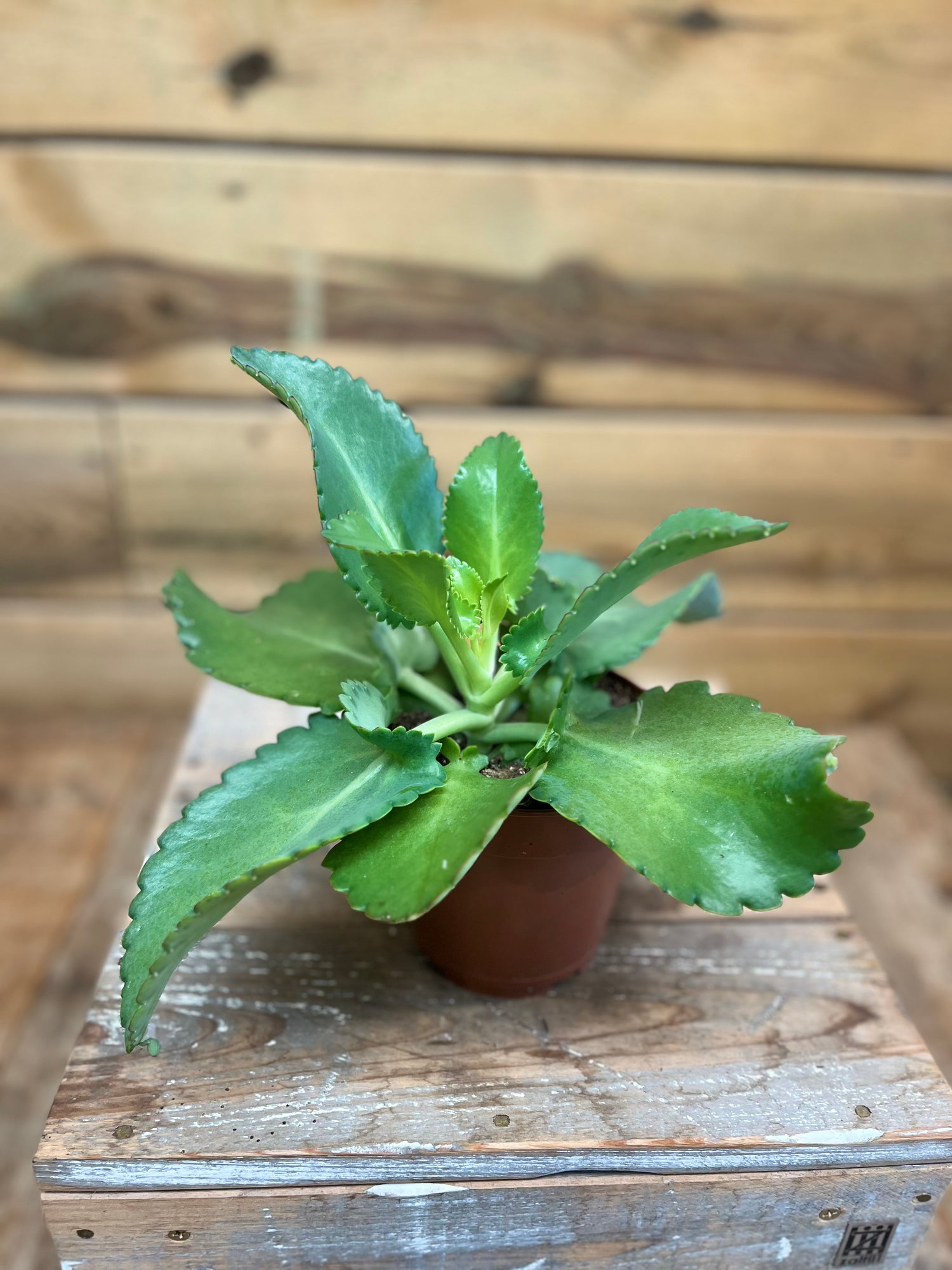 Kalanchoe bovenkant