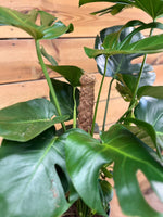 Monstera dichtbij