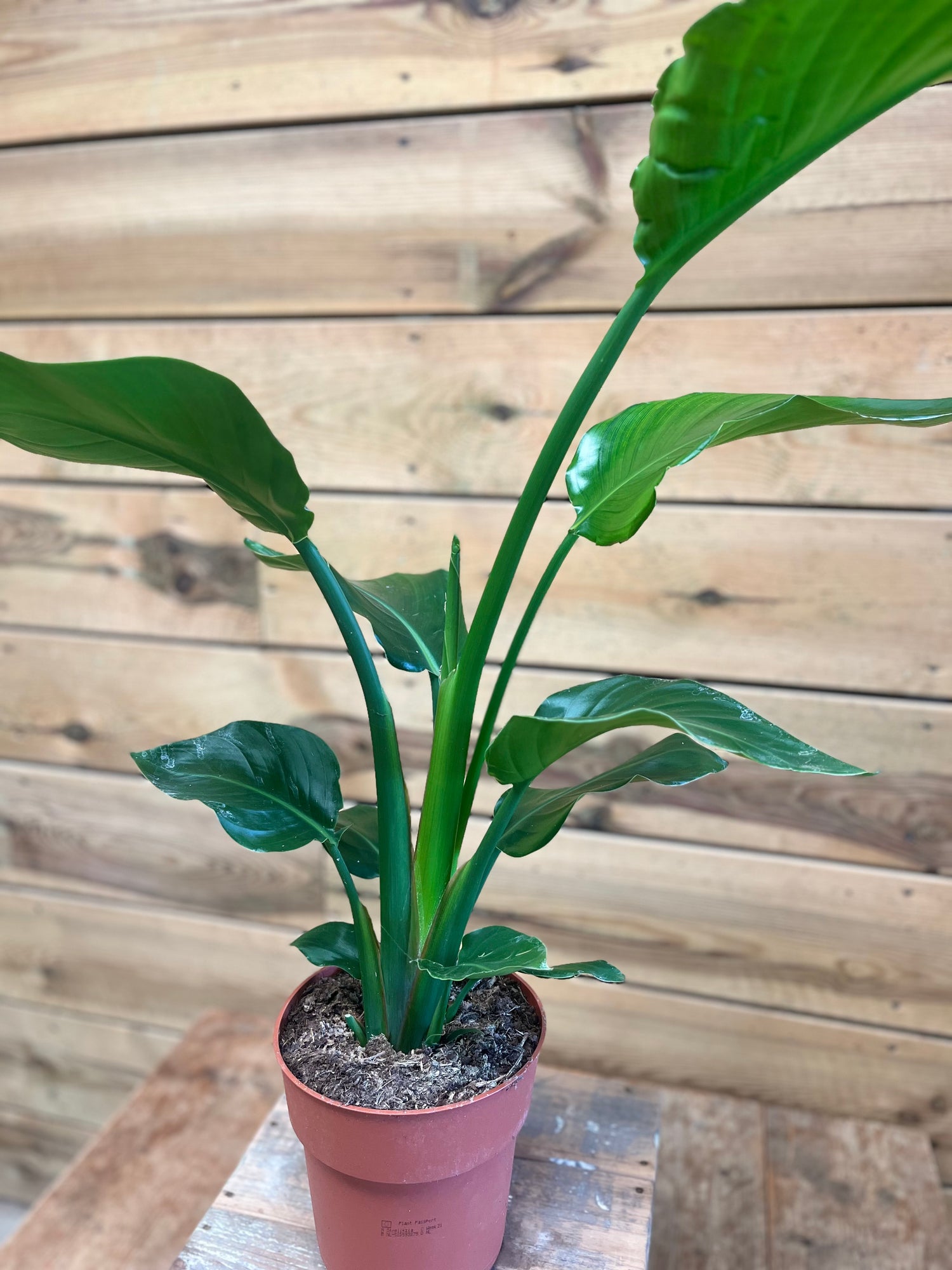 Strelitzia nicolai dichtbij