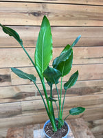 Strelitzia nicolai bovenkant