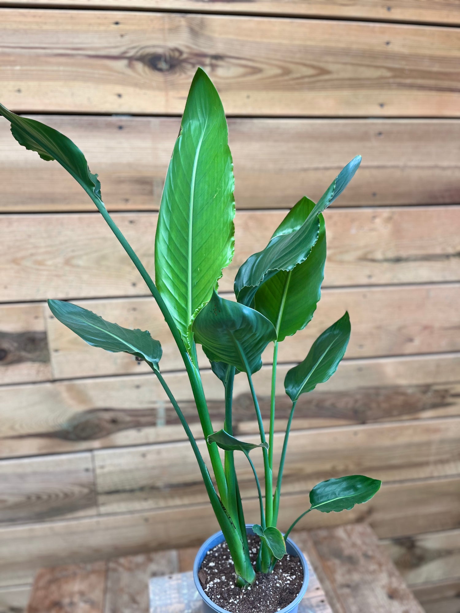 Strelitzia nicolai bovenkant