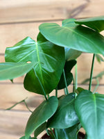 Monstera Deliciosa bovenkant