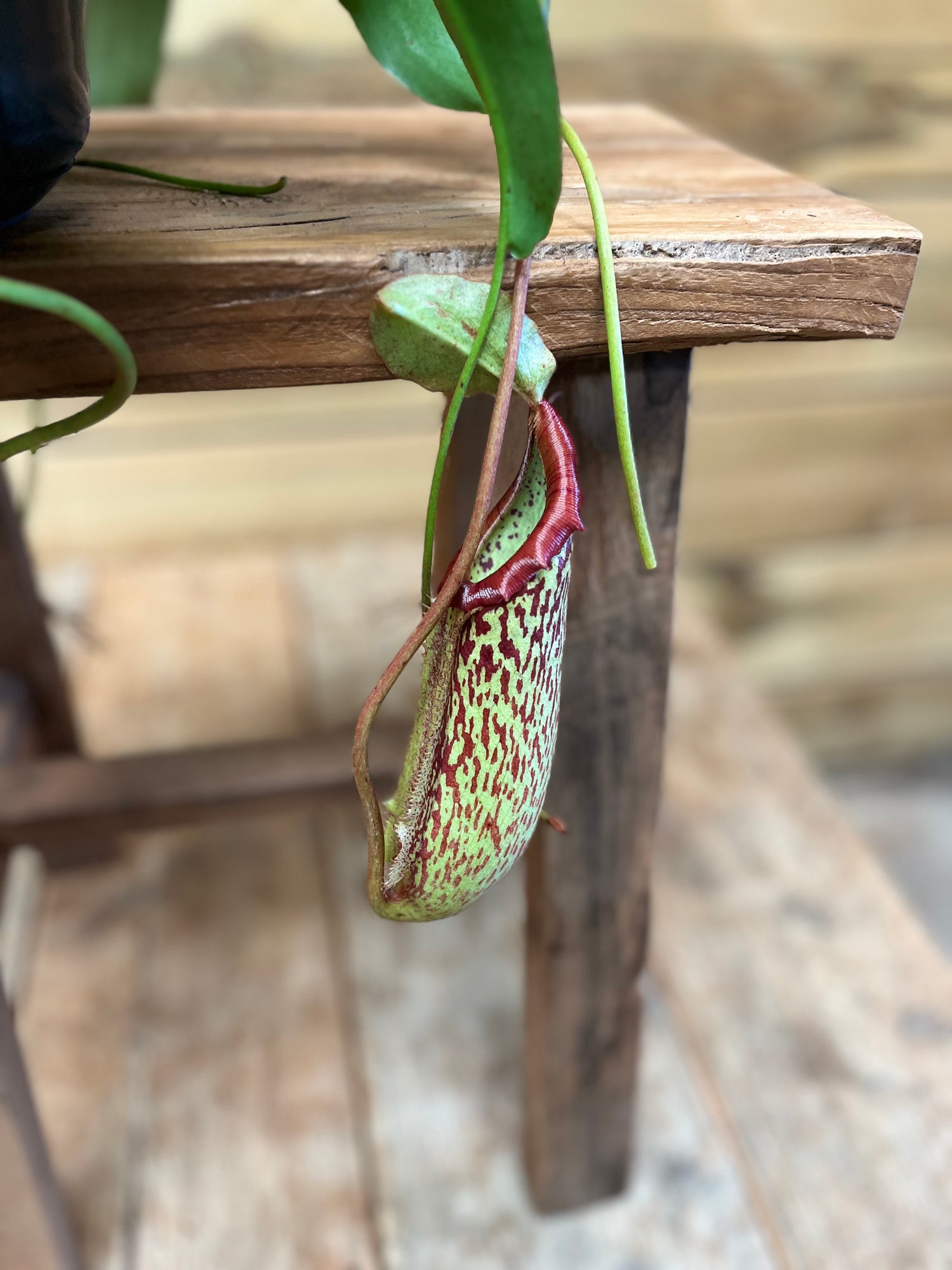 Nepenthes vliegenvanger 