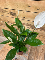 Spathiphyllum bovenkant