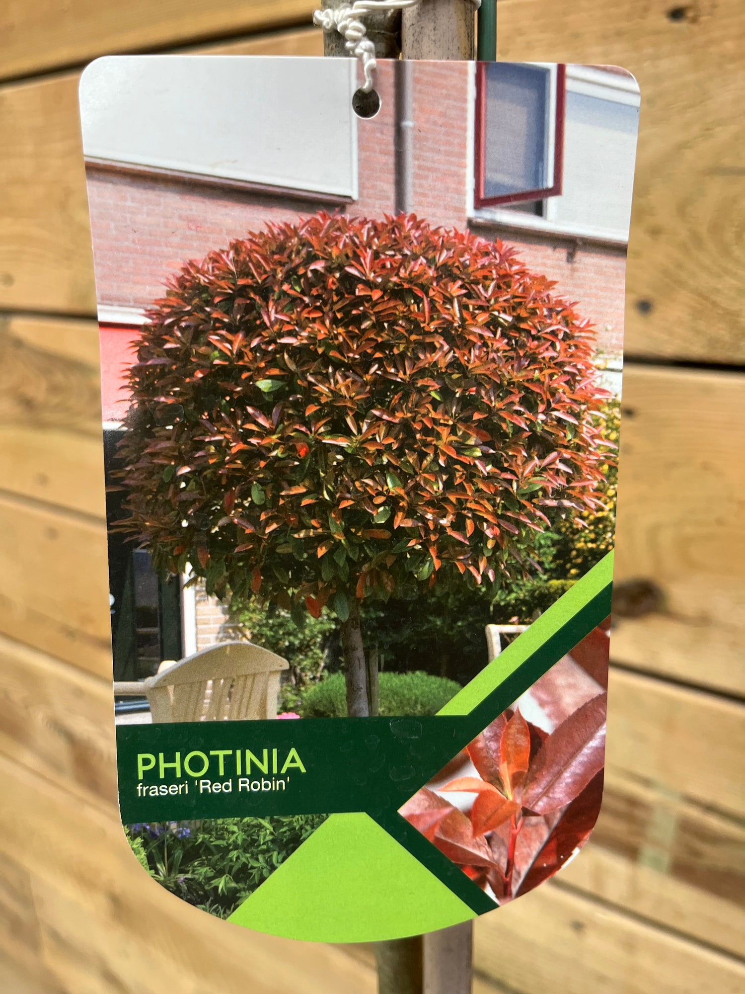 Photinia (Glansmispel) etiket