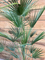 Chamaerops humilis bovenkant