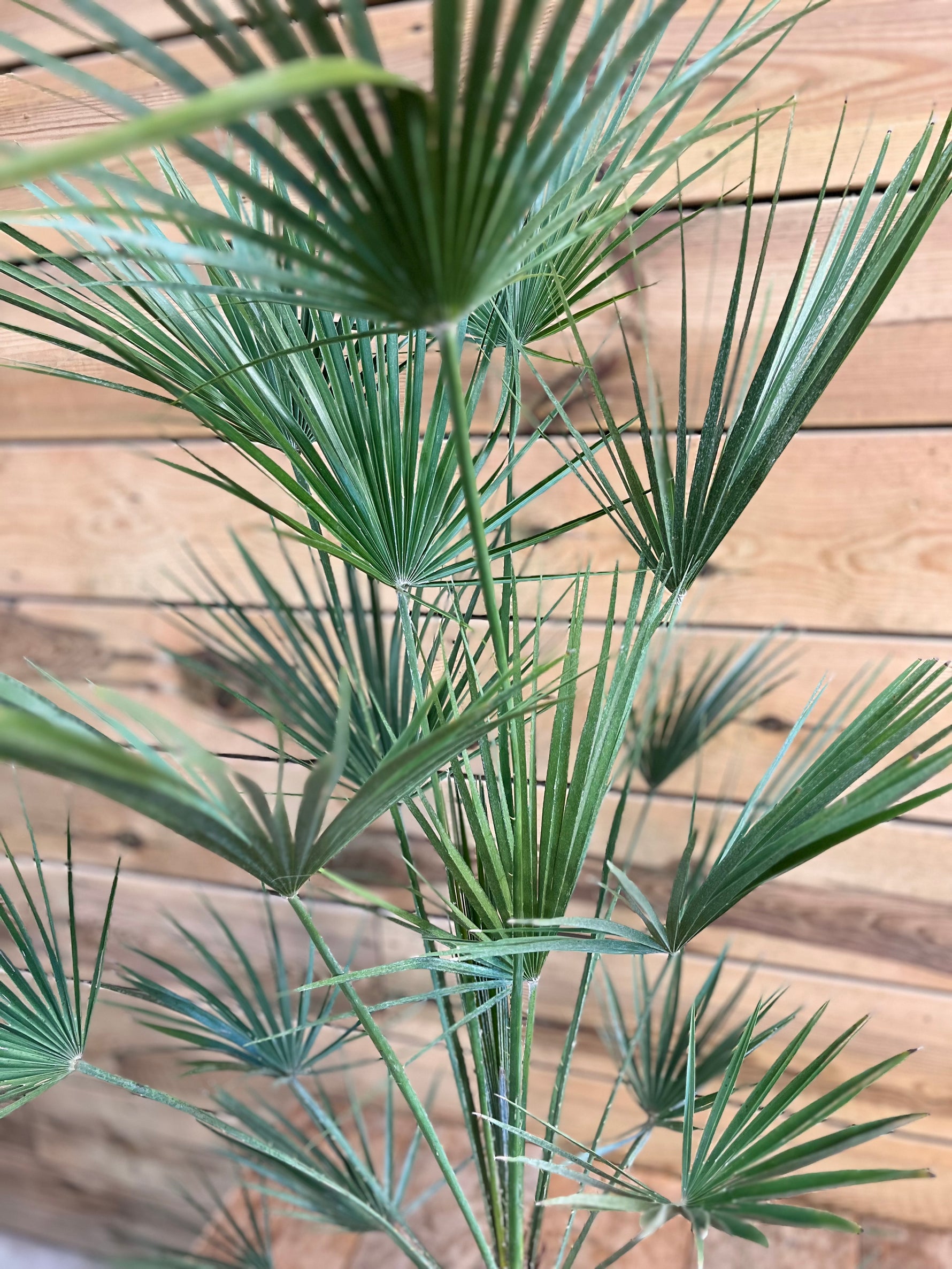 Chamaerops humilis bovenkant