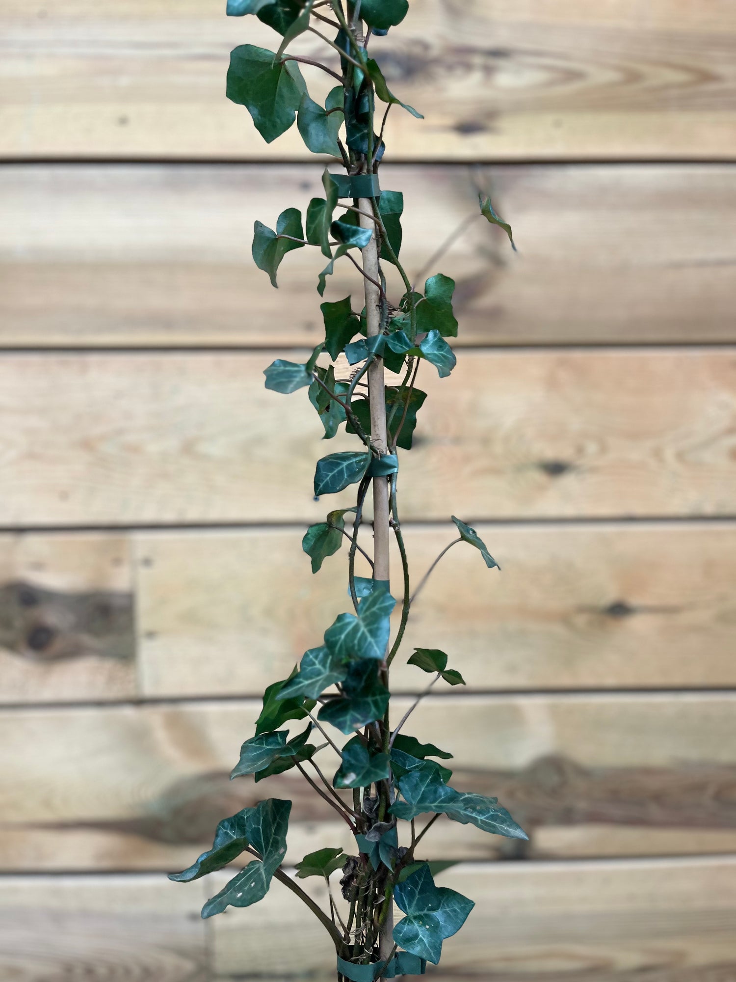 Hedera helix (Klimop) - ↕ 110 cm - Groen-online