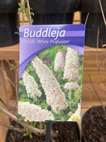 Buddleja davidii (vlinderstruik) wit