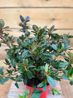 Azalea japonica 'Arabesk' bovenkant