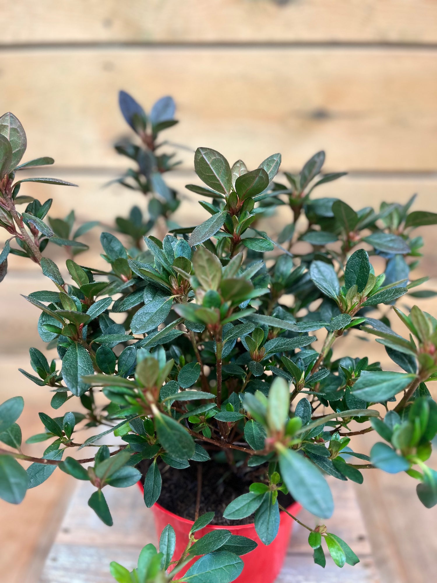 Azalea japonica 'Arabesk' bovenkant