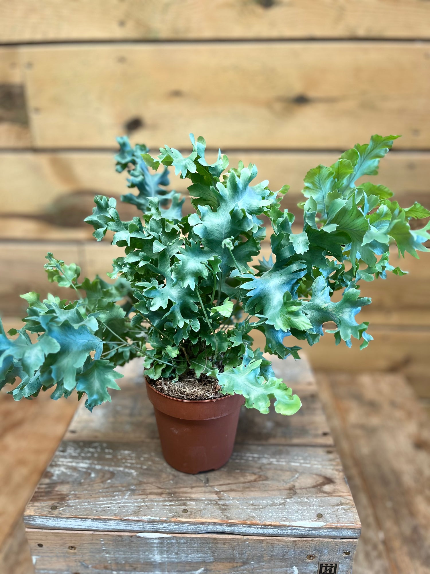 Phlebodium Blue Star bovenkant