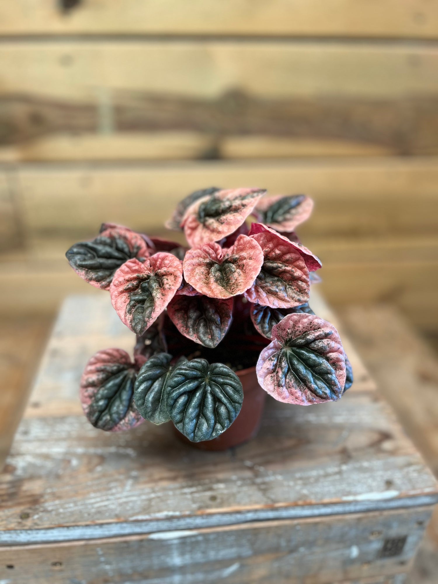 Peperomia bovenkant