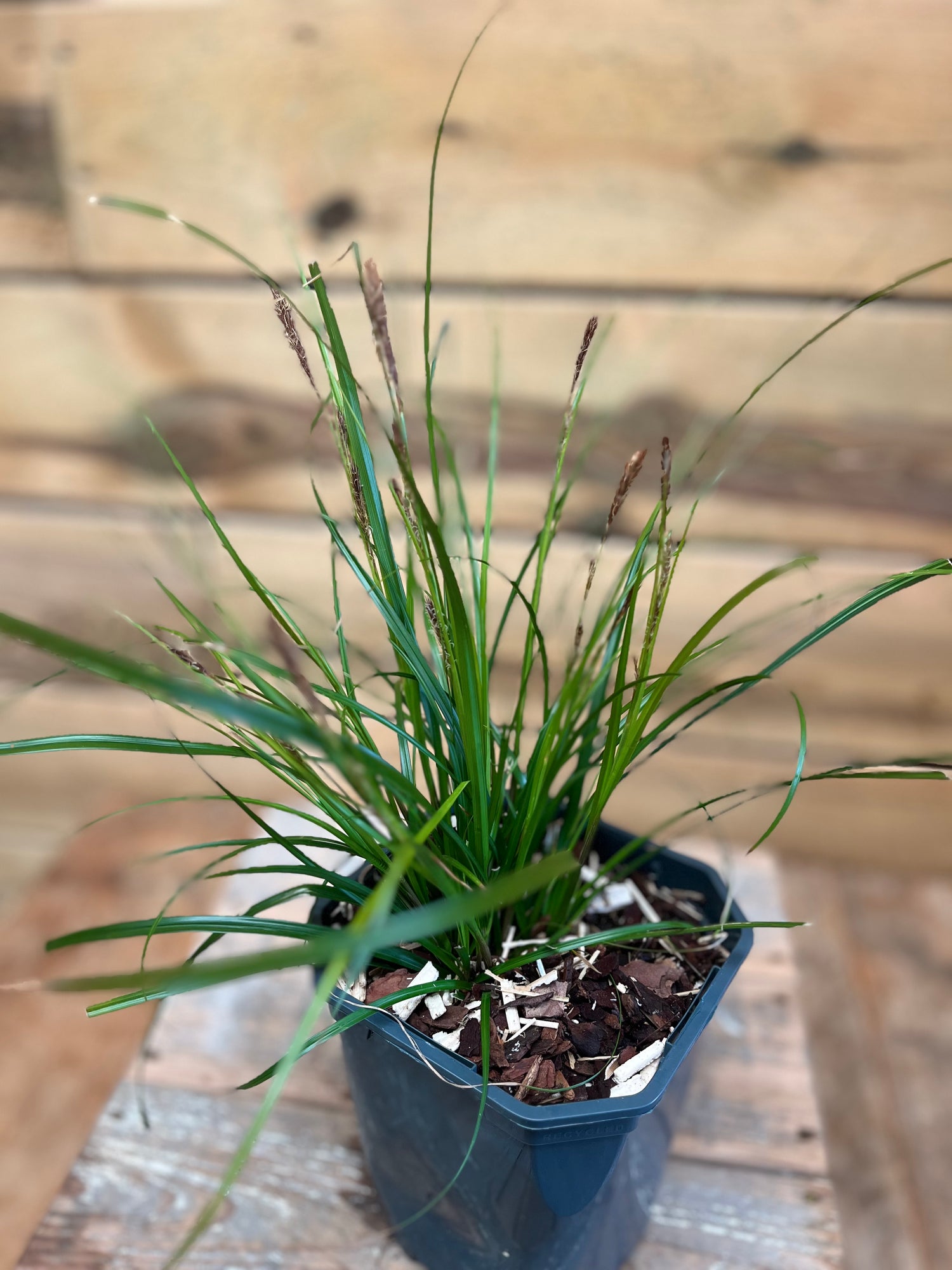 Carex 'Evergreen' bovenkant